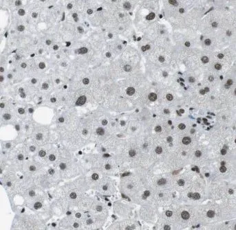 GPS2 antibody - image 1