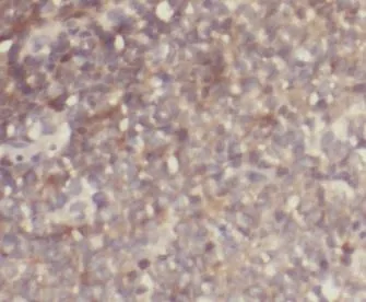 GRAP antibody - image 1