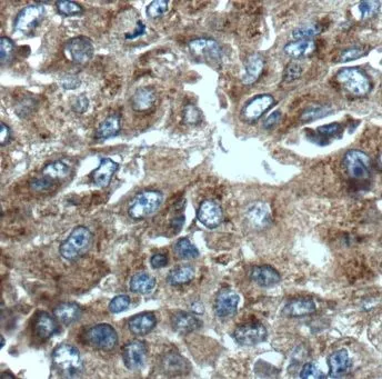GRAP2 antibody - image 1