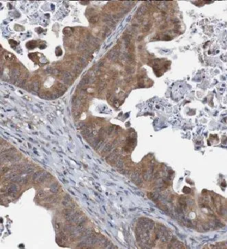 CXCL1 antibody - image 1