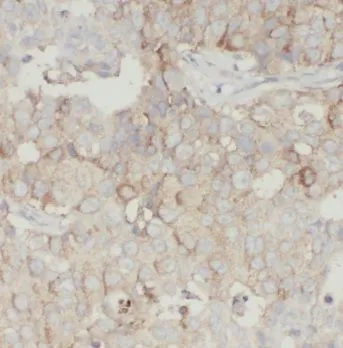 GSPT1 antibody - image 1