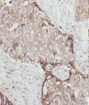 GTPBP3 antibody - image 1