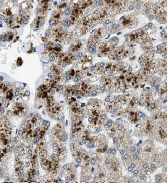 HACL1 antibody - image 1