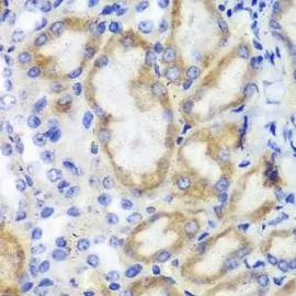 HCLS1 antibody - image 1