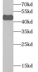 HLA-A antibody - image 2