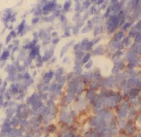 HLA-C antibody - image 1