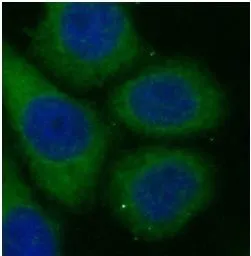 HLA-C antibody - image 2