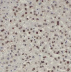 HNRNPU antibody - image 1