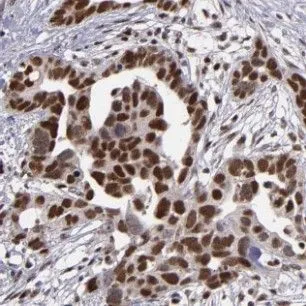 HNRNPUL1 antibody - image 1
