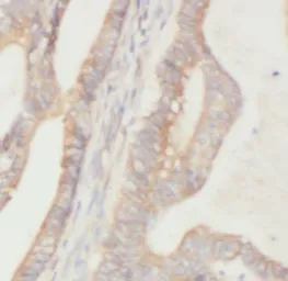 HDGFL2 antibody - image 1
