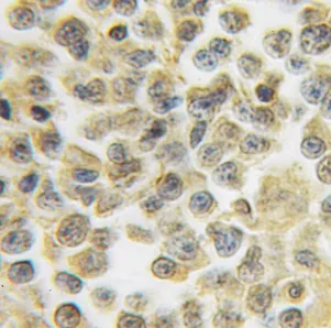 HS2ST1 antibody - image 1