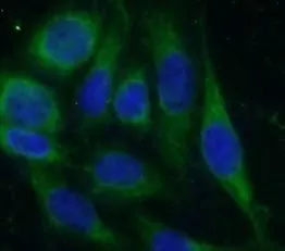 HVCN1 antibody - image 2