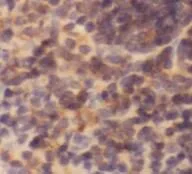immunoglobulin kappa antibody - image 1