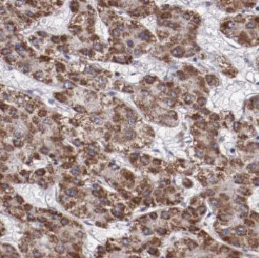 SPPL2C antibody - image 1