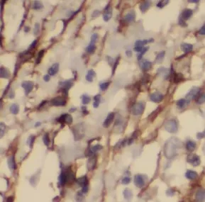 KPNB1 antibody - image 1