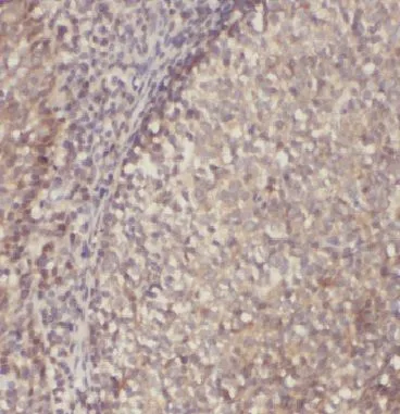 IRF7 antibody - image 1