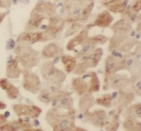 MTUS2 antibody - image 1