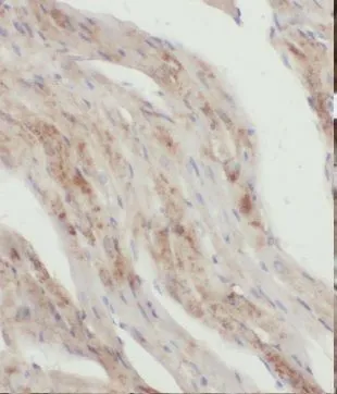 KLHL35 antibody - image 1