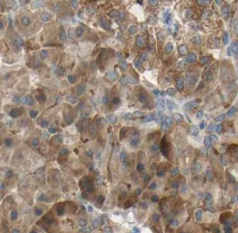 KRAS-2B-specific antibody - image 1