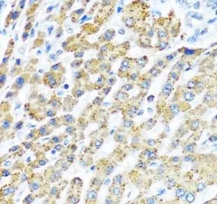 LRPPRC antibody - image 1