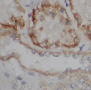 LY96 antibody - image 1