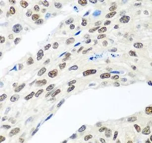 MDC1 antibody - image 1