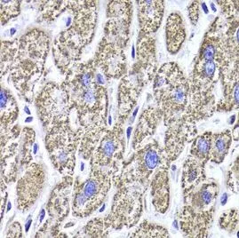 MDH2 antibody - image 1