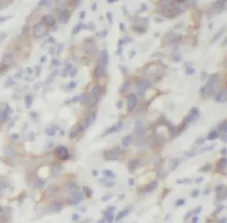 MAP2K4 antibody - image 1