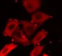 MAP2K5 antibody - image 2