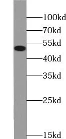 MAP2K5 antibody - image 3