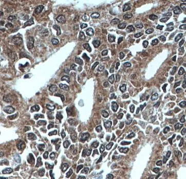 MEST antibody - image 1