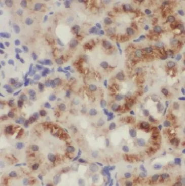 MGME1 antibody - image 1