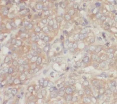 MMP3 antibody - image 1