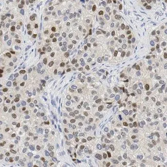MPHOSPH6 antibody - image 1
