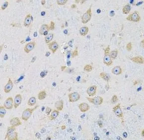 MSRA antibody - image 1