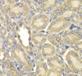 MBP antibody - image 1
