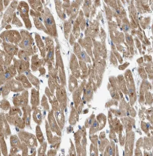 MYL2 antibody - image 1