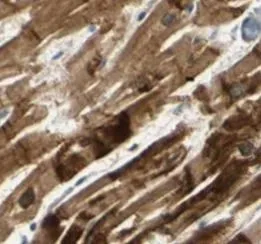 MYL2 antibody - image 1