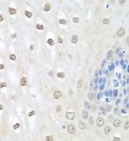 NEDD8 antibody - image 1