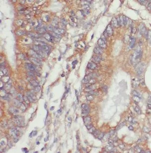 NET1 antibody - image 1