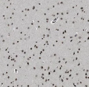NCDN antibody - image 1