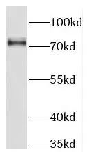 NCDN antibody - image 2