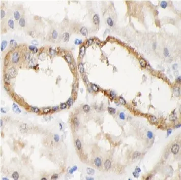 NR1D1 antibody - image 1