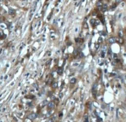 NT5E antibody - image 1