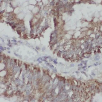 NUP133 antibody - image 1