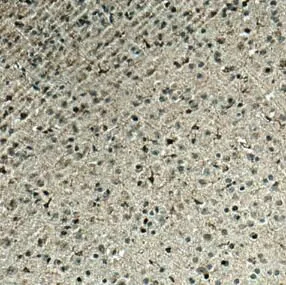 HCRTR1 antibody - image 1