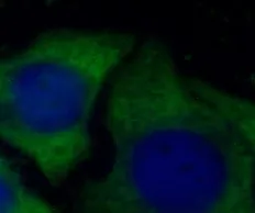 ORM2-Specific antibody - image 1