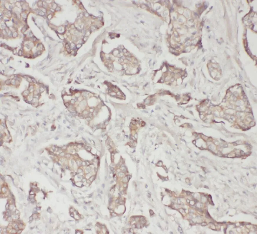 SPP1 antibody - image 1