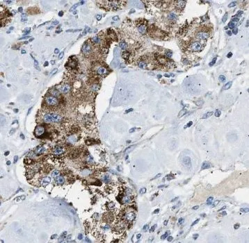 SPP1 antibody - image 1