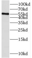 PAG1 antibody - image 1